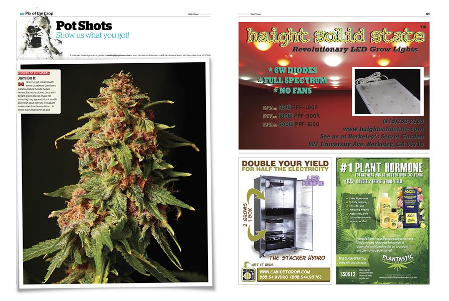 Pot Shots High Times February 2013