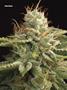Page: - 101 | High Times
