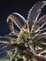 Page: - 12 | High Times