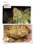 Page: - 122 | High Times