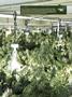 Page: - 15 | High Times
