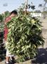 Page: - 51 | High Times