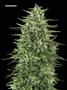 Page: - 67 | High Times