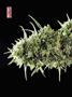 Page: - 68 | High Times