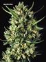 Page: - 70 | High Times