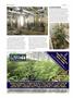 Page: - 78 | High Times
