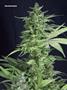 Page: - 101 | High Times