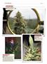 Page: - 124 | High Times