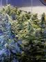 Page: - 13 | High Times