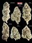 Page: - 68 | High Times