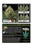 Page: - 113 | High Times