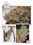 Page: - 124 | High Times