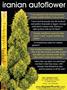 Page: - 127 | High Times