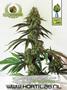 Page: - 61 | High Times