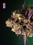 Page: - 68 | High Times