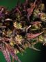 Page: - 69 | High Times