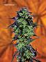 Page: - 70 | High Times