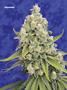 Page: - 101 | High Times