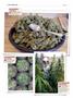 Page: - 124 | High Times