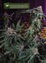 Page: - 14 | High Times