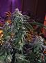 Page: - 15 | High Times