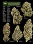 Page: - 16 | High Times