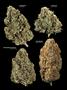 Page: - 17 | High Times