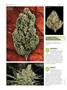 Page: - 46 | High Times