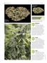 Page: - 50 | High Times
