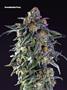 Page: - 67 | High Times