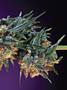 Page: - 69 | High Times