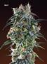 Page: - 70 | High Times