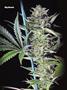 Page: - 101 | High Times