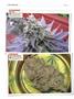 Page: - 122 | High Times