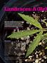 Page: - 62 | High Times