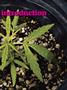 Page: - 63 | High Times