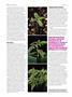 Page: - 66 | High Times