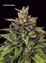Page: - 67 | High Times