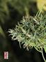 Page: - 68 | High Times