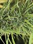 Page: - 69 | High Times