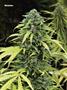 Page: - 70 | High Times