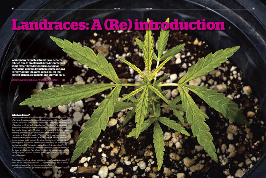 Landraces:A (Re)introduction
