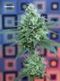 Page: - 101 | High Times