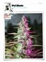 Page: - 120 | High Times