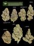 Page: - 14 | High Times