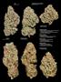 Page: - 15 | High Times