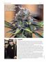 Page: - 64 | High Times