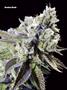 Page: - 67 | High Times