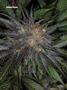 Page: - 70 | High Times