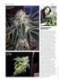 Page: - 72 | High Times